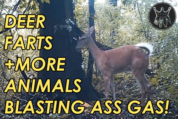 Deer Farts Video